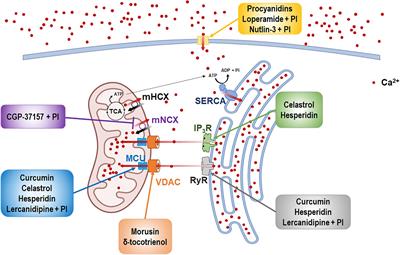 Intracellular Ca2 + Imbalance Critically Contributes to Paraptosis